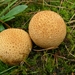 Aardappelbovist 04