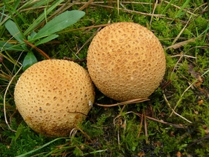 Aardappelbovist 04