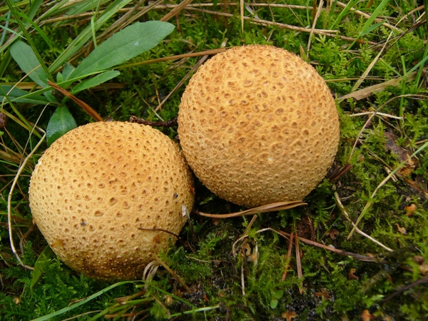 Aardappelbovist 04