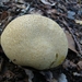 Aardappelbovist 06