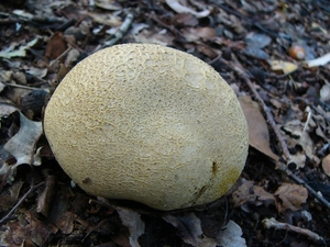 Aardappelbovist 06