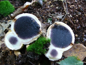 Aardappelbovist 07