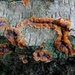 Aderzwam (Oranje -) 01
