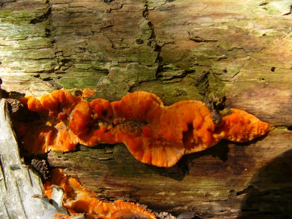 Aderzwam (Oranje -) 02