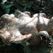 Berkenzwam 09