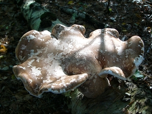 Berkenzwam 09