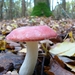 Braakrussula 03