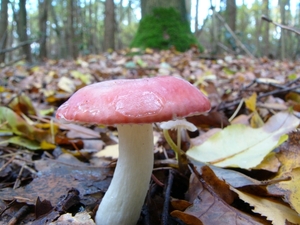 Braakrussula 03