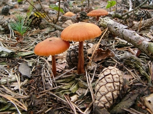 Dennevlamhoed 04