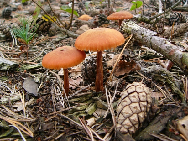 Dennevlamhoed 04