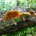 Dennevlamhoed 05