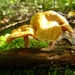 Dennevlamhoed 06