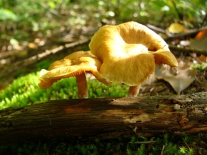 Dennevlamhoed 06