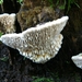 Doolhofzwam 02