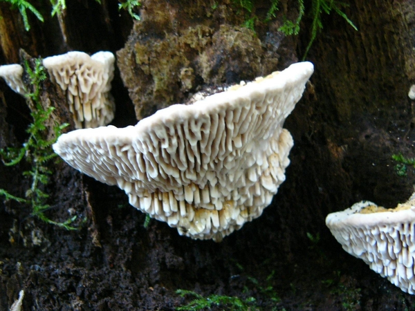 Doolhofzwam 02