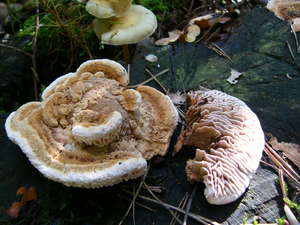 Doolhofzwam 04