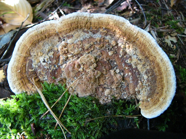Doolhofzwam 05
