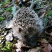Egel 01