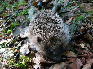 Egel 01