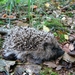 Egel 02
