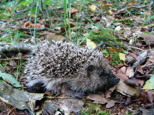 Egel 02