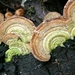 Elfenbank 01