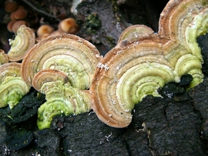 Elfenbank 01