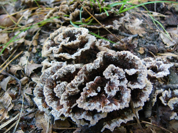 Franjezwam 01