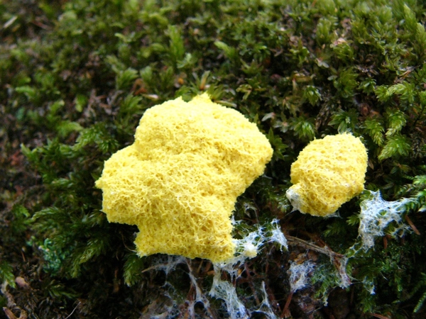 Heksenboter 01