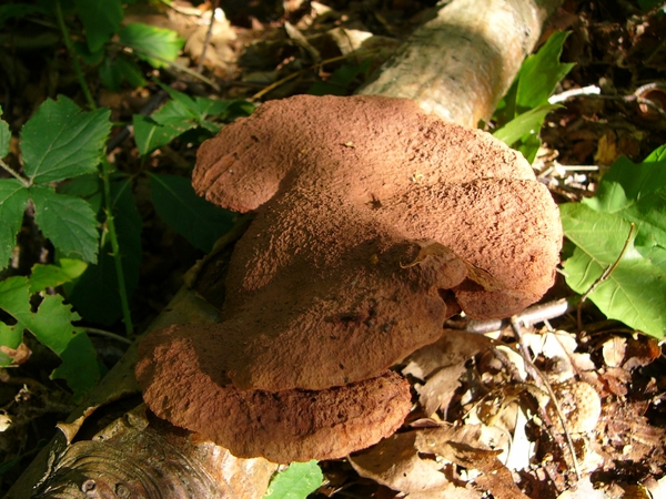 Houtzwam (Kussenvormige -) 01