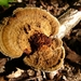 Houtzwam (Roodsporige -) 01