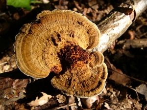 Houtzwam (Roodsporige -) 01