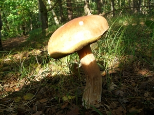 Kastanjeboleet 01