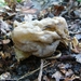 Kluifzwam (Witte -) 01