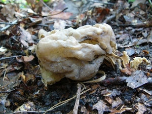 Kluifzwam (Witte -) 01