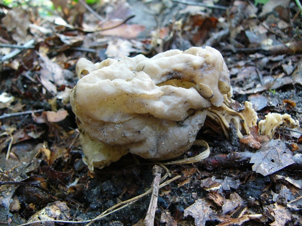 Kluifzwam (Witte -) 01