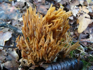 Koraalzwam (Zachte -) 01