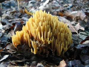 Koraalzwam (Zachte -) 02