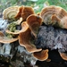 Korstzwam (Gele -) 01