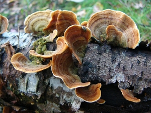 Korstzwam (Gele -) 01