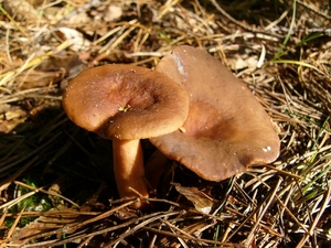 Levermelkzwam 01