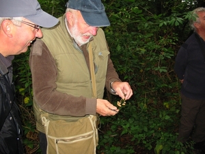 Paddenstoelen 005