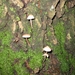 Paddenstoelen 007