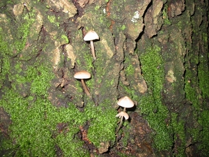 Paddenstoelen 007
