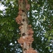 Paddenstoelen 011