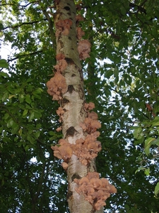Paddenstoelen 011