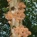 Paddenstoelen 012