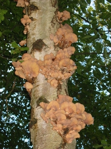 Paddenstoelen 012
