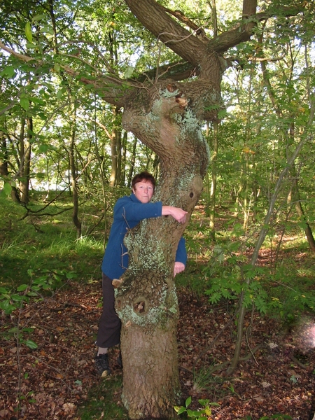 Paddenstoelen 014