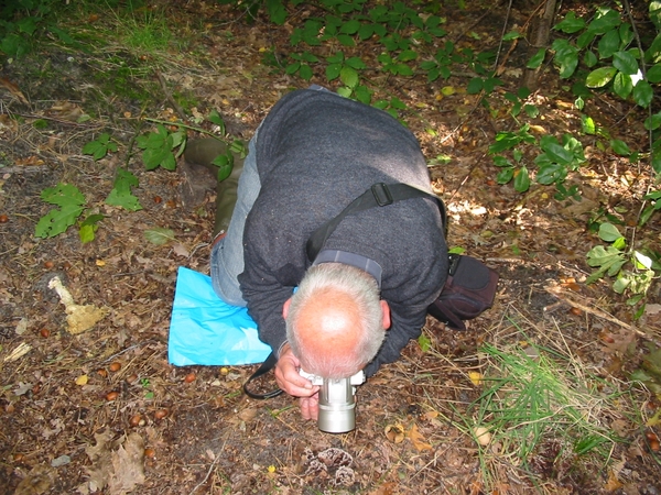 Paddenstoelen 020